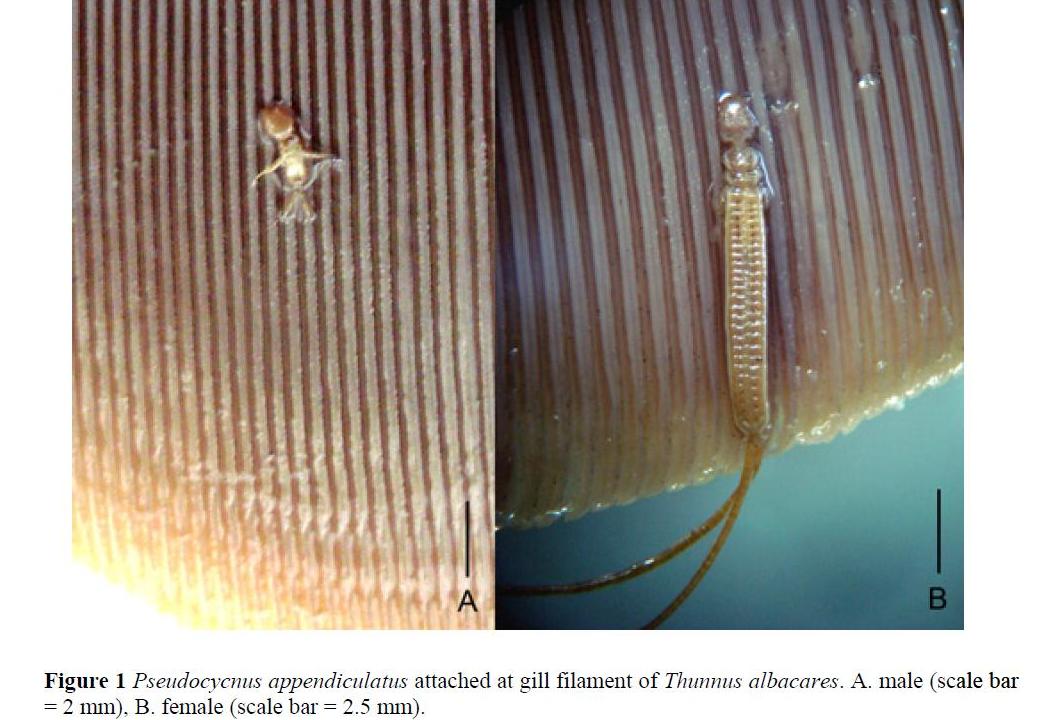 Представитель Семейства Pseudocycnidae